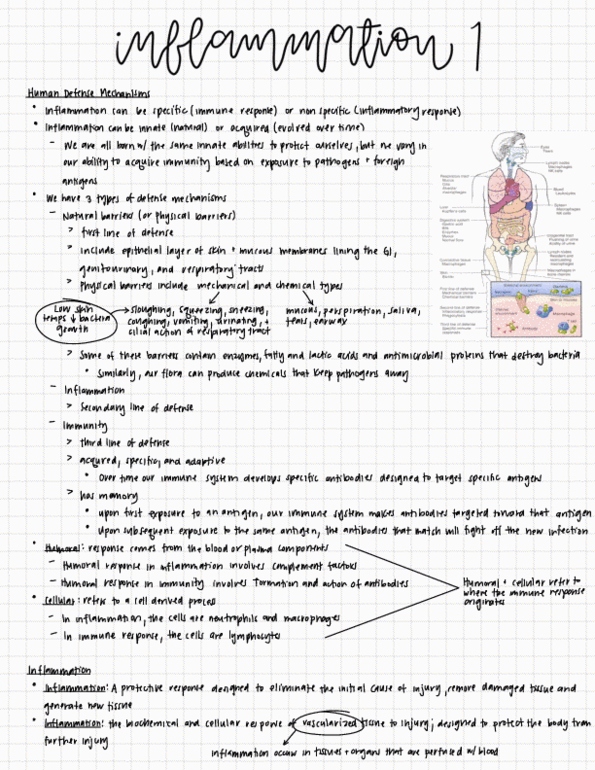 NURSING 2LA2 Lecture 2: Inflammation Part 1 Module Notes thumbnail