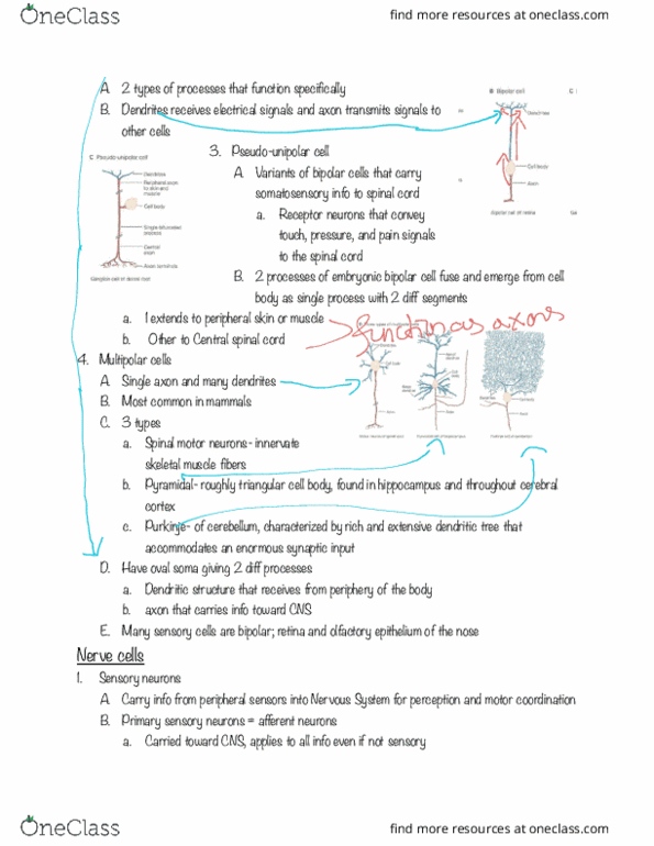 BIOL 469 Chapter 2: Nerve Cells, Neural Circuitry and Behavior part 2 thumbnail