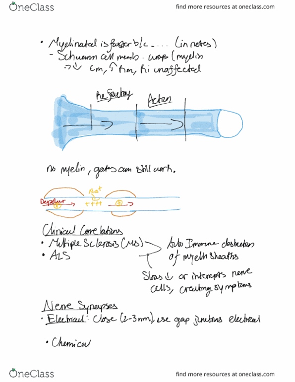 BIOL 472 Lecture Notes - Fall 2018 Lecture 5 - Rasht, Skeletal muscle, Fairy thumbnail