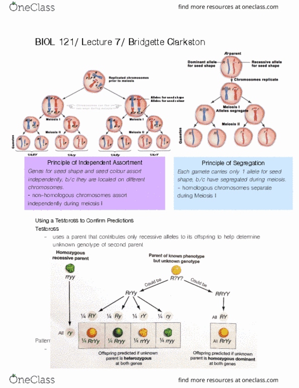 BIOL 121 Lecture Notes - Fall 2018 Lecture 7 - Zygosity, Mendelian inheritance, Meiosis cover image