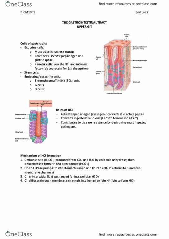 BIOM1060 Lecture Notes - Fall 2018 Lecture 7 - Pernicious anemia, Urea breath test, Proton-pump inhibitor thumbnail