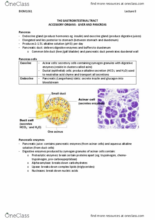 BIOM1060 Lecture Notes - Fall 2018 Lecture 8 - Portal vein, Emulsion, Ileum thumbnail