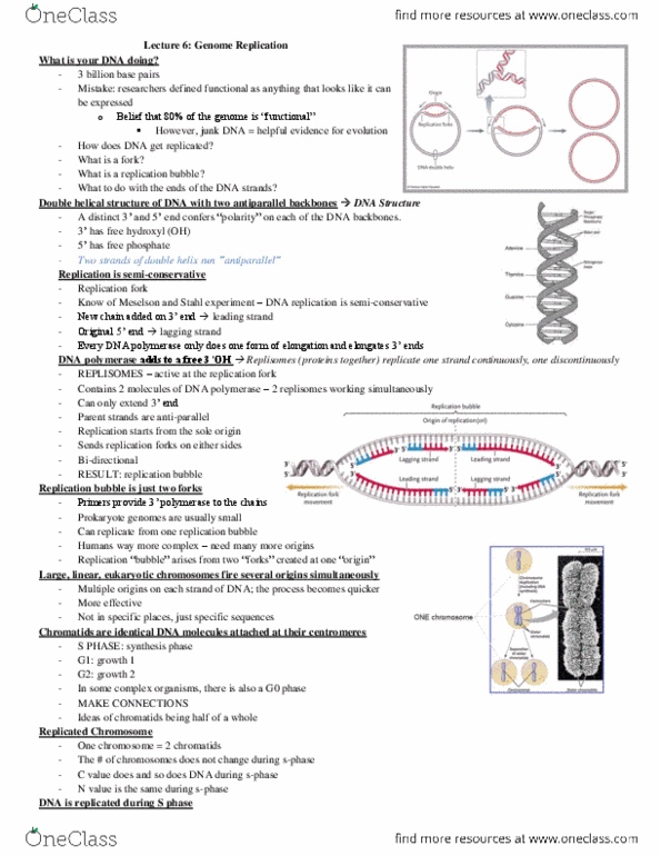 Biology 1001A Lecture Notes - Lecture 6: Thymine, S Phase, Prokaryote thumbnail