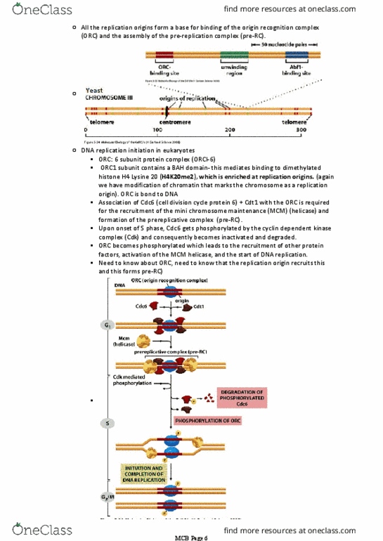 BIOM20001 Lecture Notes - Lecture 18: Origin Recognition Complex, Cyclin-Dependent Kinase, Histone H4 thumbnail
