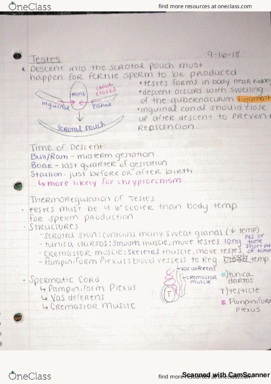 ANS 220 Midterm: Exam 1 Study Guide Part 2: Male Reproductive System ...