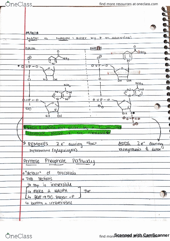 BICH 411 Lecture 4: Pentose Phosphate Pathway thumbnail
