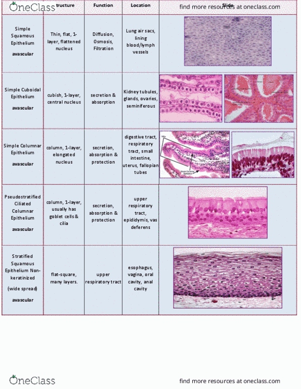 BIOL 2457 Lecture Notes - Lecture 4: Salivary Gland, Fallopian Tube, Seminiferous Tubule thumbnail