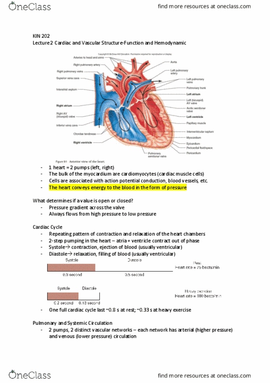 KIN202 Lecture Notes - Lecture 2: Blood Pressure, Pulse Pressure, Cardiac Muscle Cell thumbnail