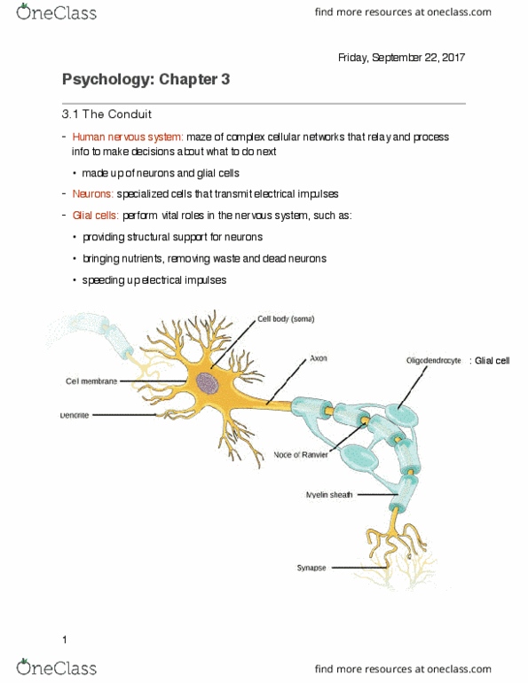 PSY100H1 Chapter Notes - Chapter 3: Neuroglia, The Conduit, The Nerves thumbnail