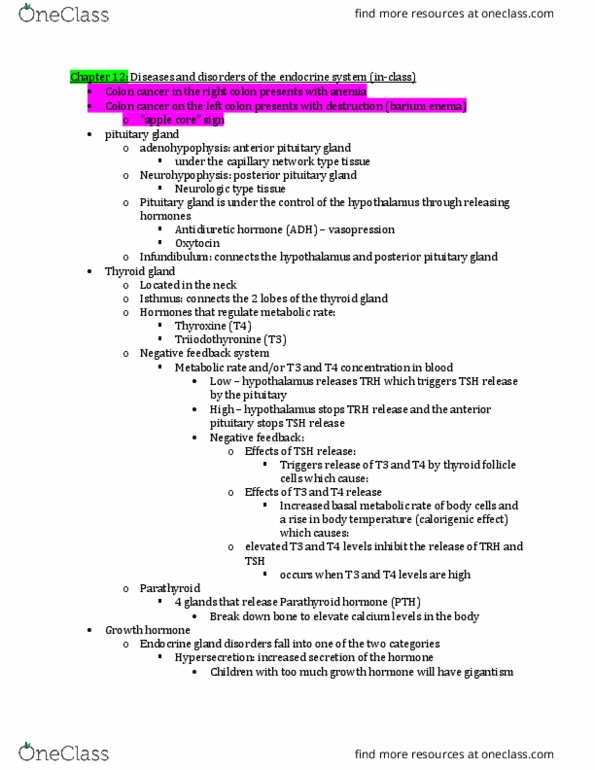 HSC 4551 Lecture Notes - Lecture 12: Posterior Pituitary, Basal Metabolic Rate, Thyroid thumbnail