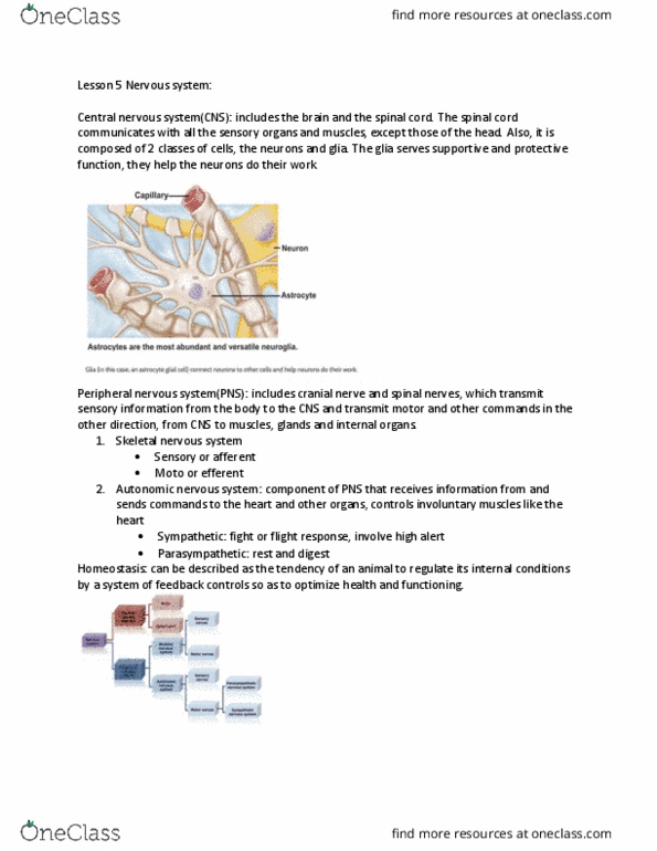 PSYC 100 Lecture Notes - Lecture 6: Peripheral Nervous System, Autonomic Nervous System, Neuroglia thumbnail