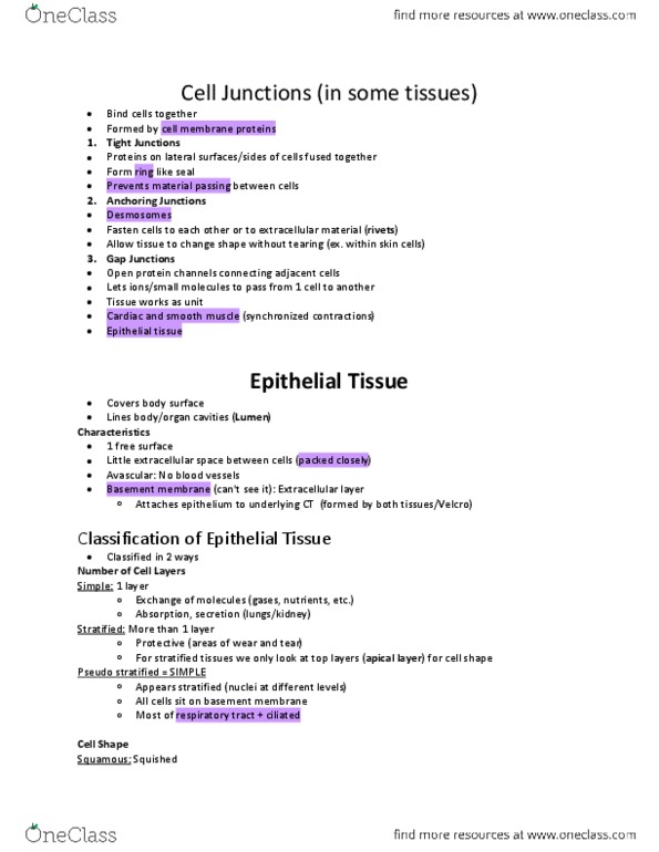 BIOL 1410 Lecture Notes - Basement Membrane, Thyroid, Reticular Fiber thumbnail