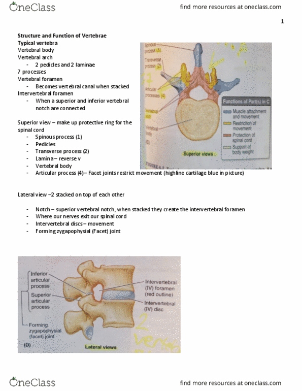 KIN 2320 Lecture Notes - Lecture 11: Intervertebral Foramina, Cervical Vertebrae, Vertebral Vein thumbnail
