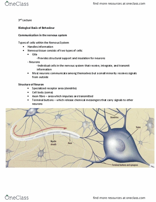 PSYC 1010 Lecture Notes - Lecture 3: Nervous Tissue, Myocyte, Hypothalamus cover image