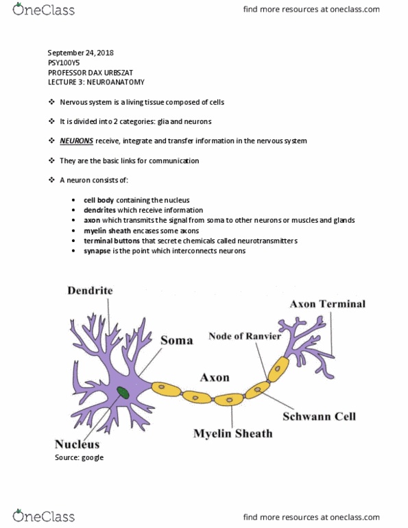 PSY100Y5 Lecture Notes - Lecture 3: Limbic System, Schizophrenia, Midbrain cover image