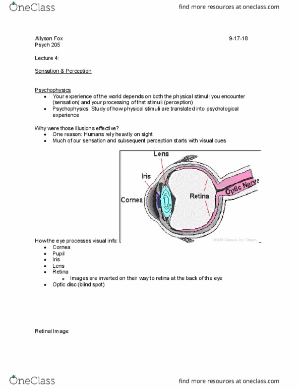 PSY 205 Lecture Notes - Lecture 4: Optic Disc, Psychophysics, Retina thumbnail