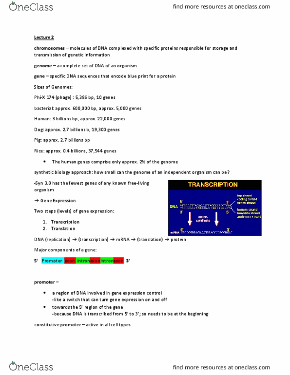 ANSC 4050 Lecture Notes - Lecture 2: Small Interfering Rna, Polyadenylation, Eukaryotic Initiation Factor 3 thumbnail