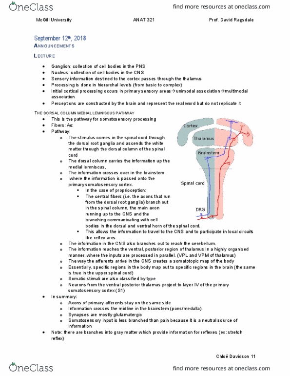 ANAT 321 Lecture Notes - Lecture 4: Dorsal Root Ganglion, Postcentral Gyrus, Medial Lemniscus thumbnail