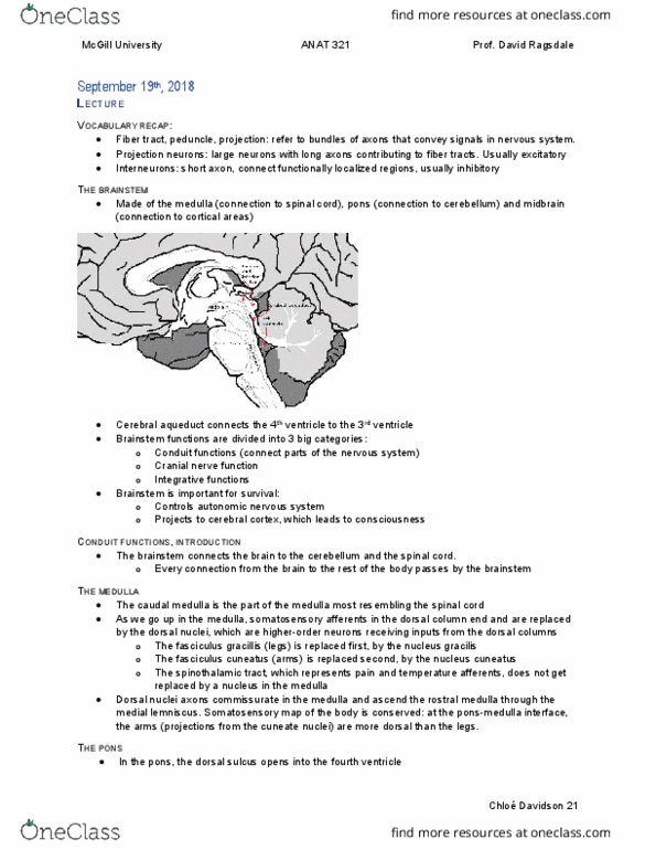 ANAT 321 Lecture Notes - Lecture 7: Cuneate Nucleus, David Ragsdale, Medial Lemniscus thumbnail