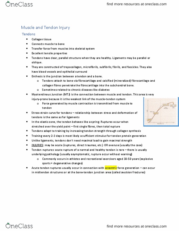 KNES 372 Lecture Notes - Lecture 6: Epiphysis, Enthesis, Fibrocartilage thumbnail