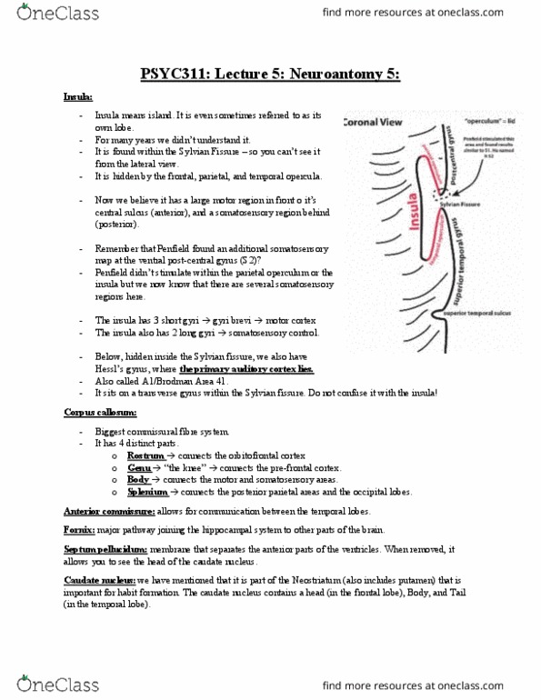PSYC 311 Lecture Notes - Lecture 5: Lateral Sulcus, Postcentral Gyrus, Septum Pellucidum thumbnail