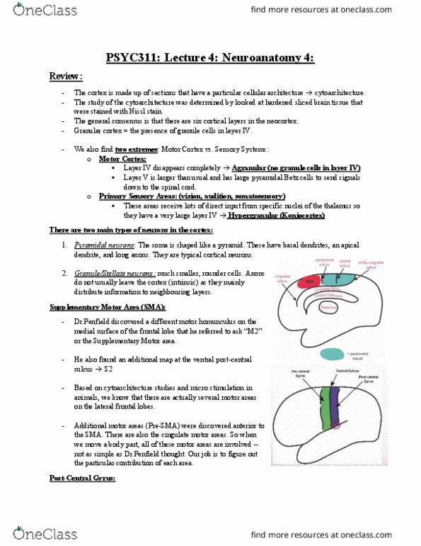 PSYC 311 Lecture Notes - Lecture 4: Franz Nissl, Betz Cell, Cytoarchitecture thumbnail