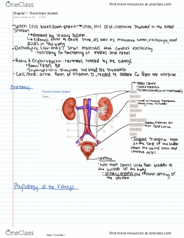 MEDT200 Chapter 7: MEDT200: Chapter 7 Textbook Notes The Urinary System thumbnail