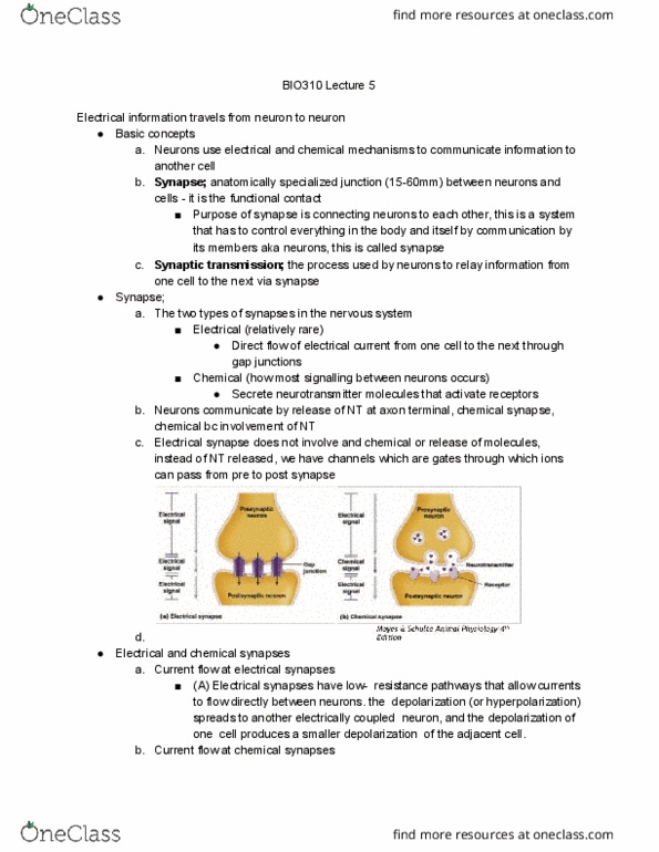BIO310H5 Lecture Notes - Lecture 5: Electrical Synapse, Chemical Synapse, Gap Junction thumbnail