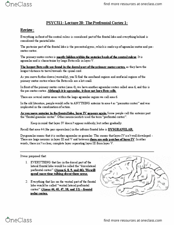 PSYC 311 Lecture Notes - Lecture 20: Betz Cell, Premotor Cortex, Frontal Lobe thumbnail
