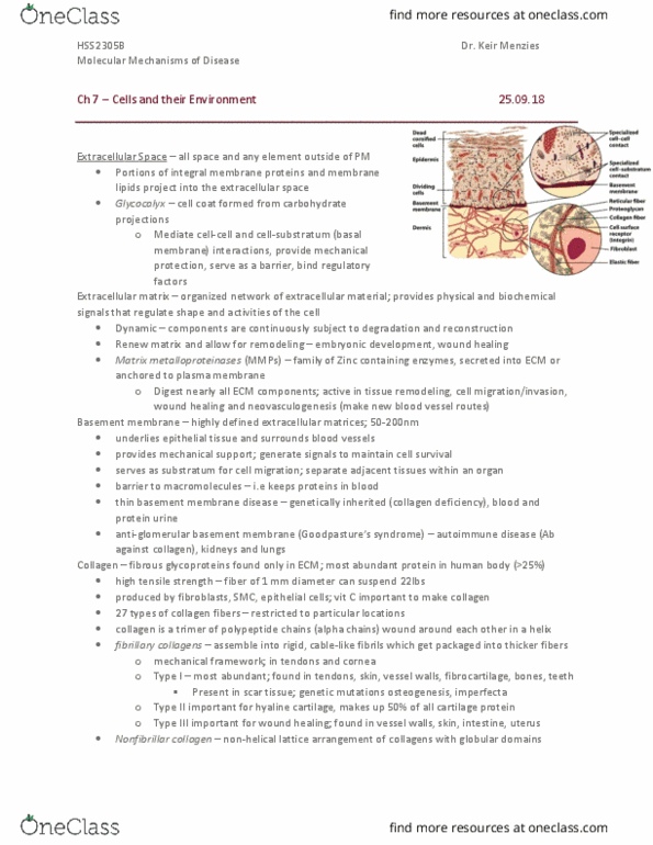 HSS 2305 Lecture Notes - Lecture 5: Hyaline Cartilage, Basement Membrane, Extracellular Matrix thumbnail