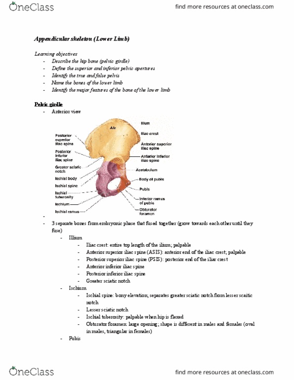 CAPS 391 Lecture Notes - Lecture 5: Anterior Inferior Iliac Spine, Greater Sciatic Notch, Superior Pubic Ramus thumbnail