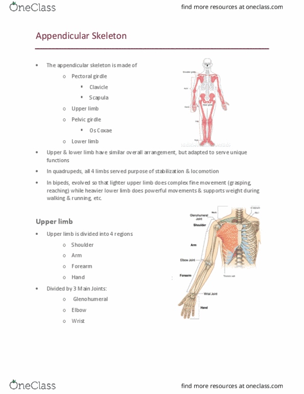 Kinesiology 2222A/B Lecture Notes - Lecture 8: Shoulder Girdle, Appendicular Skeleton, Upper Limb thumbnail