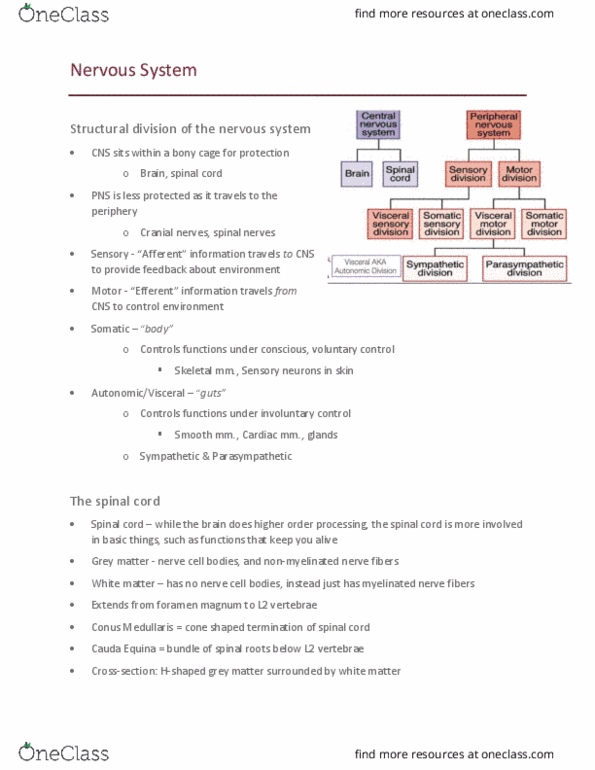 Kinesiology 2222A/B Lecture Notes - Lecture 7: Foramen Magnum, Lumbar Puncture, Spinal Cord thumbnail