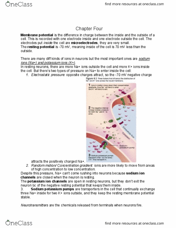 PSY290H1 Chapter Notes - Chapter 4: Excitatory Postsynaptic Potential, Inhibitory Postsynaptic Potential, Axon Hillock thumbnail