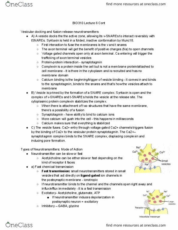 BIO310H5 Lecture Notes - Lecture 7: Synaptotagmin 1, Syntaxin, Munc-18 thumbnail