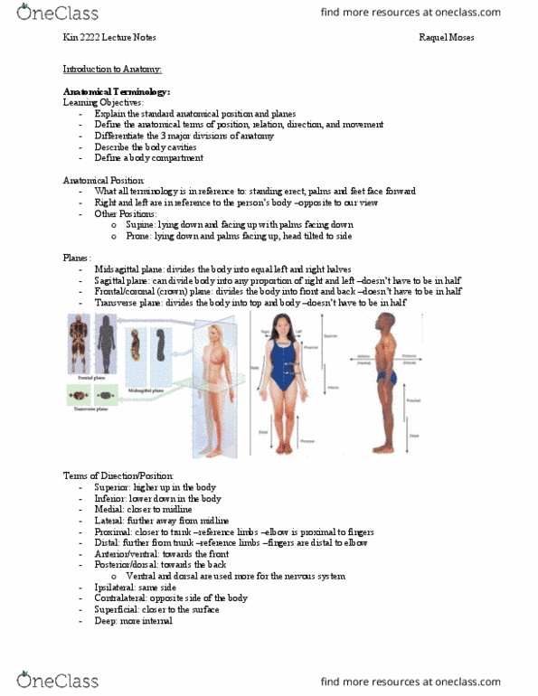 Kinesiology 2222A/B Lecture Notes - Lecture 1: Standard Anatomical Position, Sagittal Plane, Transverse Plane thumbnail