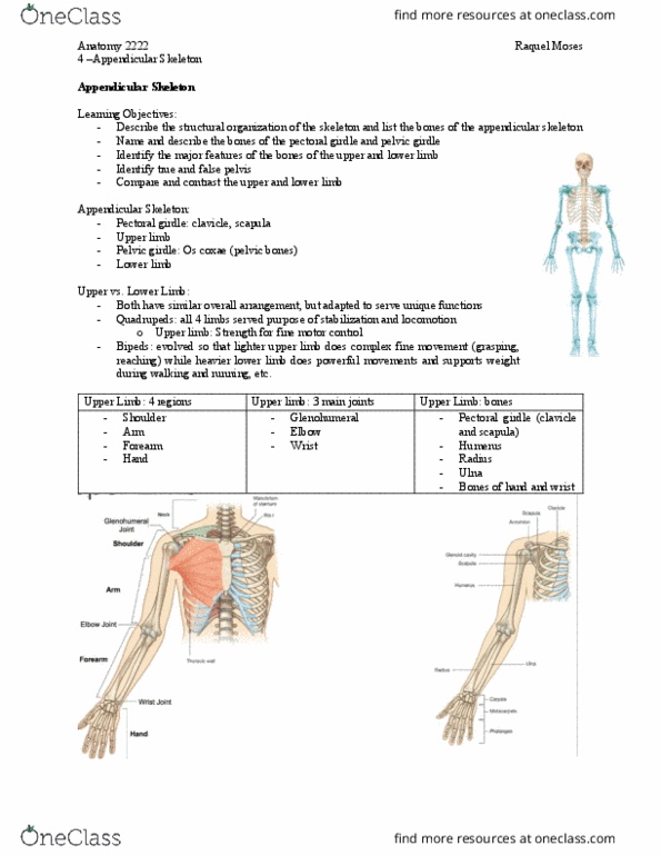 Kinesiology 2222A/B Lecture Notes - Lecture 4: Shoulder Girdle, Appendicular Skeleton, Shoulder Joint thumbnail