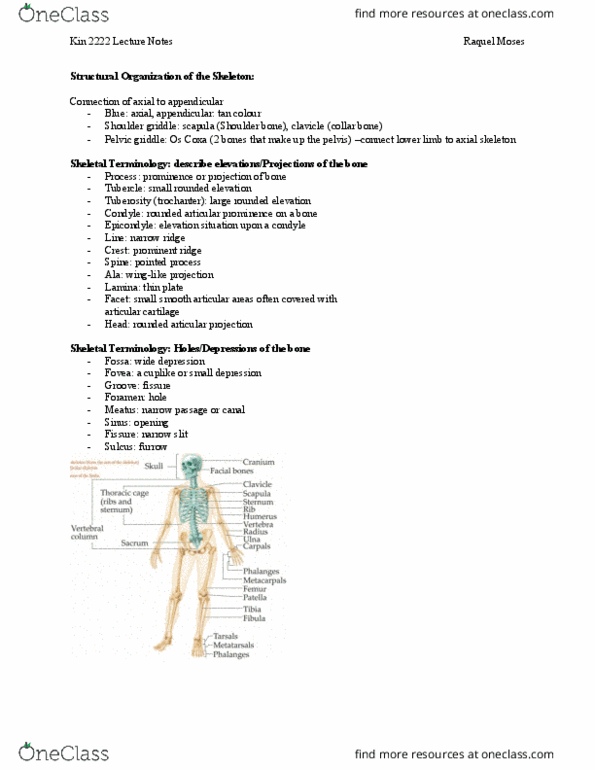 Kinesiology 2222A/B Lecture Notes - Lecture 3: Joint, Hyaline Cartilage, Axial Skeleton thumbnail
