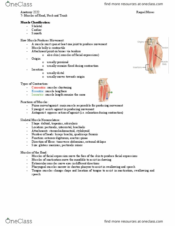 Kinesiology 2222A/B Lecture Notes - Lecture 7: Erector Spinae Muscles, Parotid Gland, Epicranial Aponeurosis thumbnail