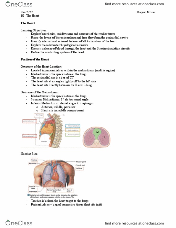 Kinesiology 2222A/B Lecture Notes - Lecture 10: Pericardium, Sternal Angle, Mediastinum thumbnail