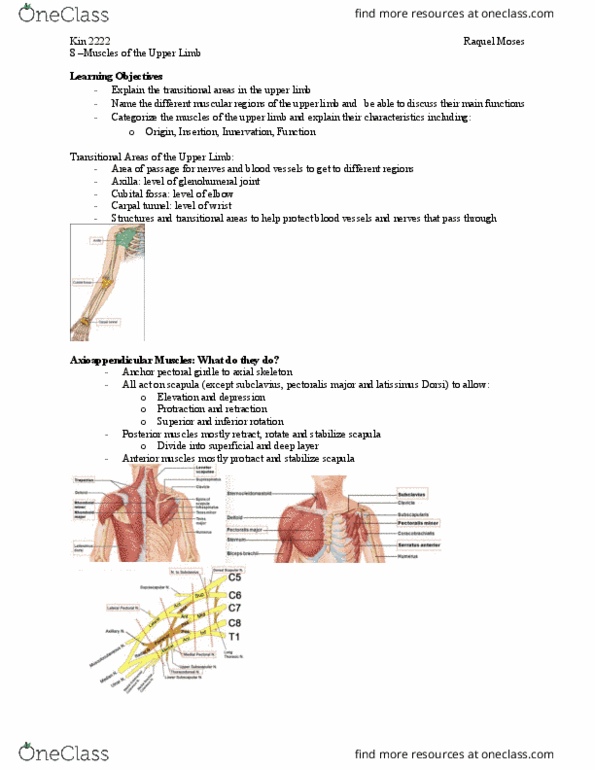 Kinesiology 2222A/B Lecture Notes - Lecture 8: Medial Pectoral Nerve, Dorsal Scapular Nerve, Long Thoracic Nerve thumbnail
