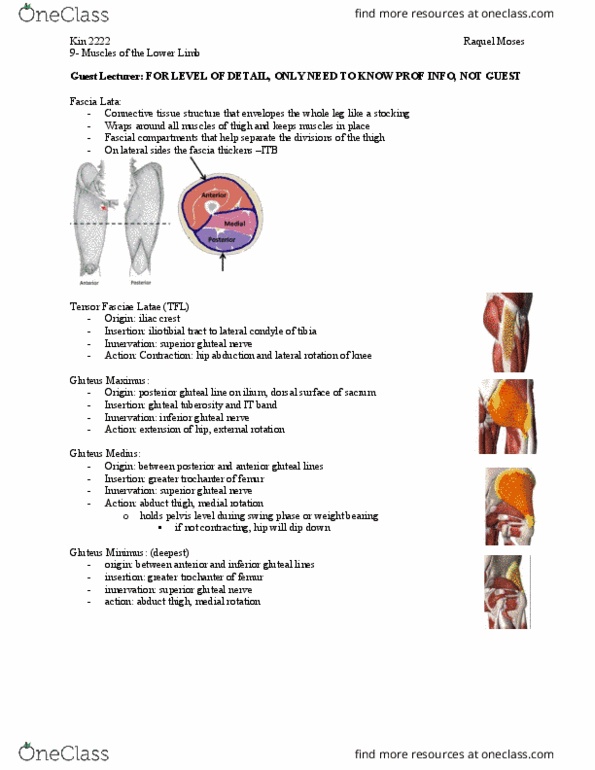 Kinesiology 2222A/B Lecture Notes - Lecture 9: Anterior Inferior Iliac Spine, Anterior Superior Iliac Spine, Superior Gluteal Nerve thumbnail