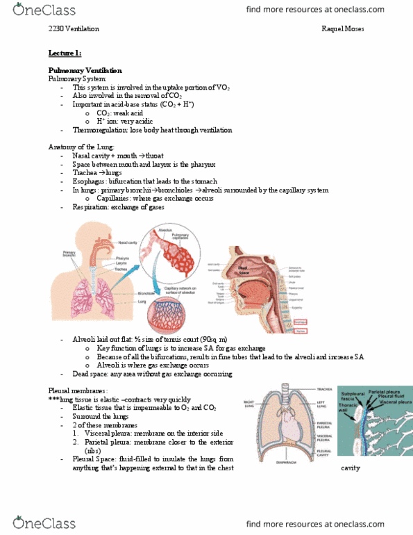 Kinesiology 2230A/B Lecture Notes - Lecture 2: Breathing, Intrapleural Pressure, Tidal Volume thumbnail