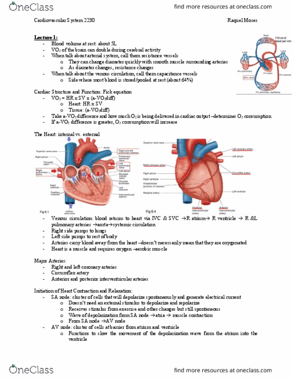 Kinesiology 2230A/B Lecture Notes - Lecture 3: Valsalva Maneuver, Atrioventricular Node, Mean Arterial Pressure thumbnail