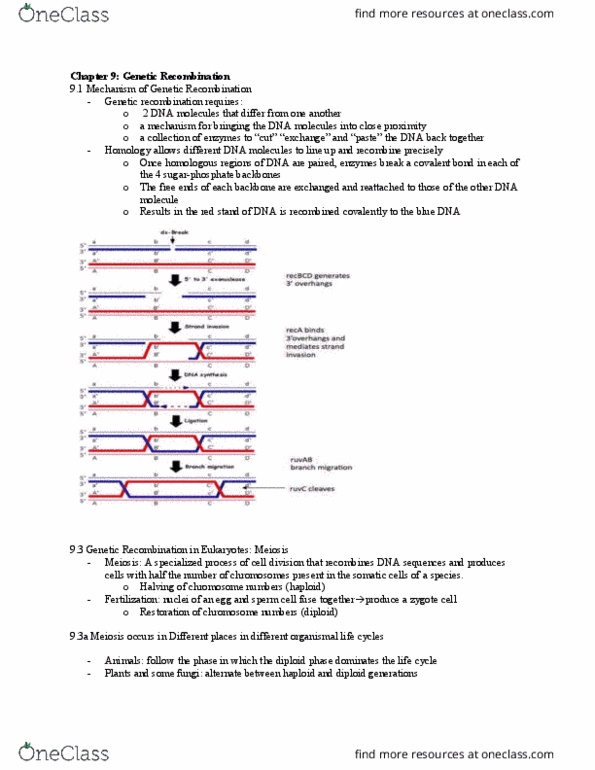 Biology 1201A Chapter Notes - Chapter 9: Genetic Recombination, Sister Chromatids, Covalent Bond thumbnail