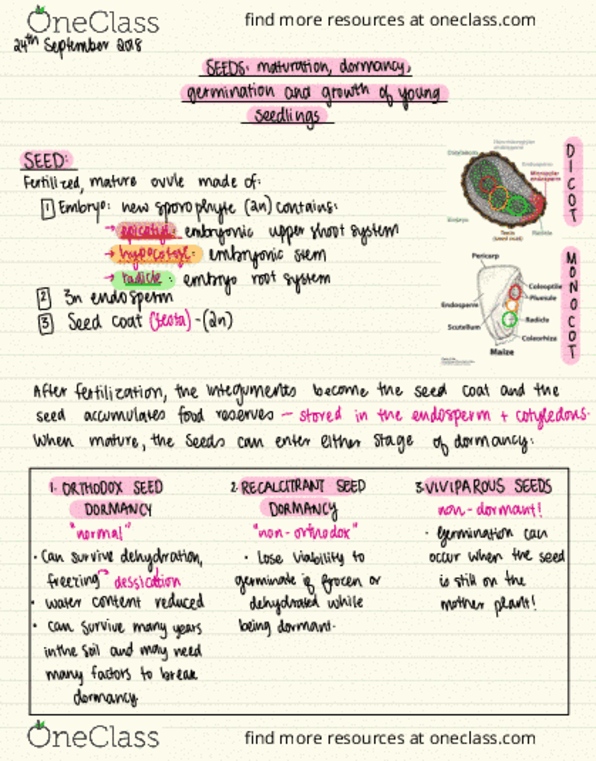 BIOL 2043 Lecture Notes - Lecture 7: Hypocotyl, Endosperm, Germination thumbnail