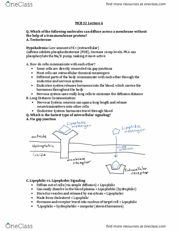 MCELLBI 32 Lecture Notes - Lecture 6: Gap Junction, Transmembrane Protein, Hypokalemia thumbnail