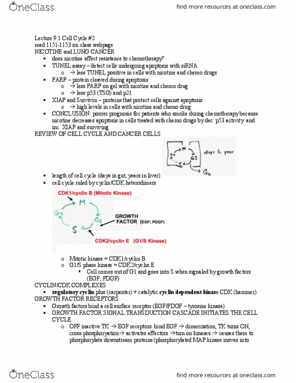 BICD 110 Lecture Notes - Lecture 18: Cyclin-Dependent Kinase, Tunel Assay, Epidermal Growth Factor Receptor thumbnail