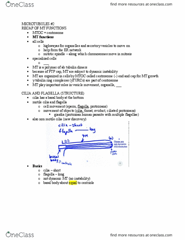 BICD 110 Lecture Notes - Lecture 14: Spindle Apparatus, Basal Body, Dynein thumbnail
