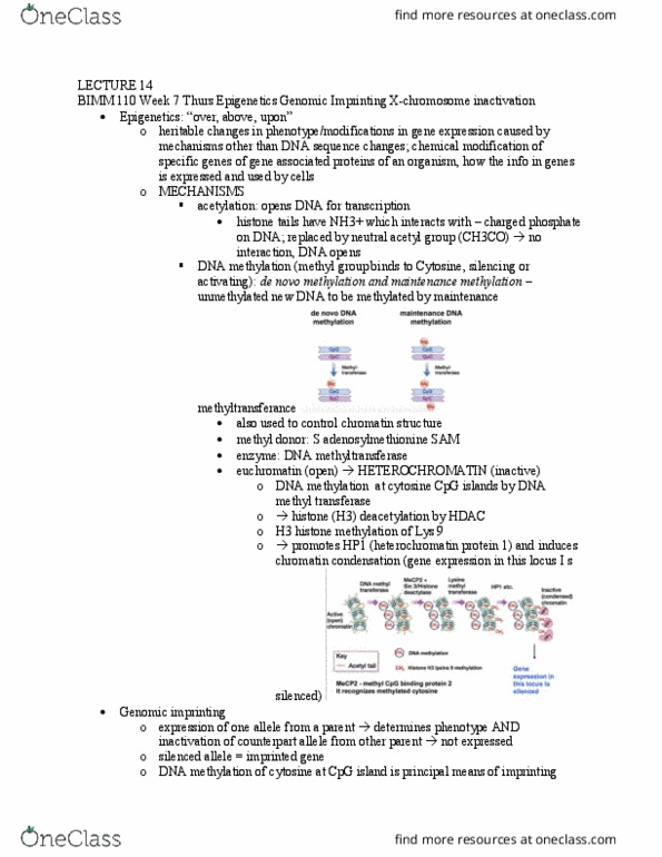 BICD 110 Lecture Notes - Lecture 14: Heterochromatin Protein 1, Genomic Imprinting, Dna Methyltransferase thumbnail